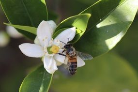 picture of the Honeybee on a flower