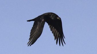 Raven Bird Flying