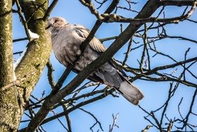 wild dove on a tree