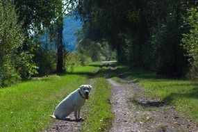 white labrador on a country road