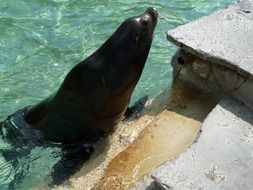 california sea lion at the zoo