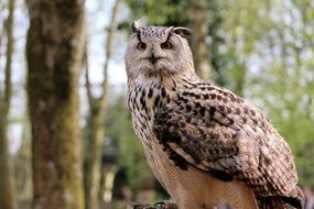 striking Long Eared Owl