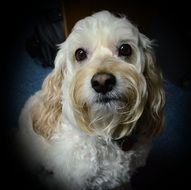 white puppy with long hair