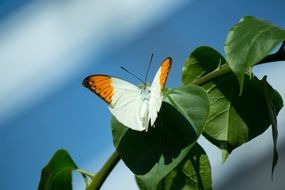 white and orange butterfly on a leaves