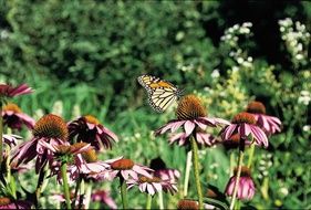 monarch butterfly in a flower garden