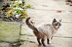 cat on the street looks back