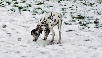 Dalmatian on the snow In Winter