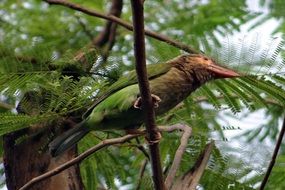 brown-headed barbet on a tropical tree in India