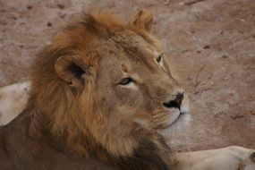 sad look of a lion
