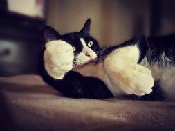 playful Cat Pet