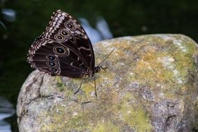 beautiful butterfly on the rock