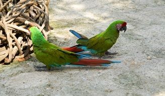 Two green parrots walk the earth