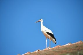 Stork on the roof against the blue sky