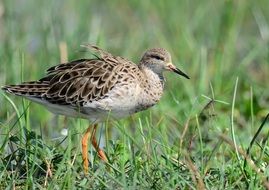 cute lovely Marsh Wetland birds