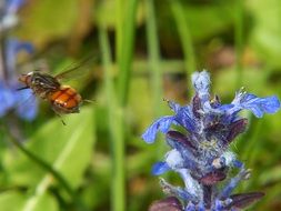 Hoverfly in flight beside of blue flowers