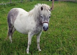 photo of grey Pony on grass