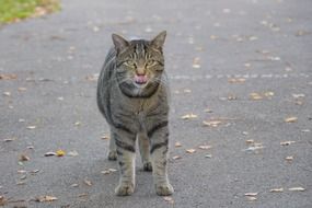 Cat on a path