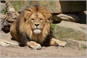 lion among the stones on a sunny day