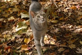 beautiful and cute Grey Cat