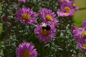 bumblebee on purple asters