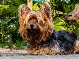 cute fluffy yorkshire terrier