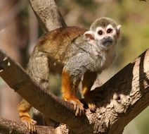 monkey on a tree in nature