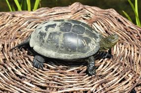 tortoise on wicker basket
