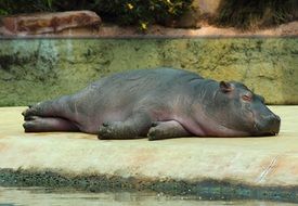 Hippopotam lying on side in Zoo