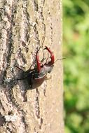 Beetle Climbing Tree
