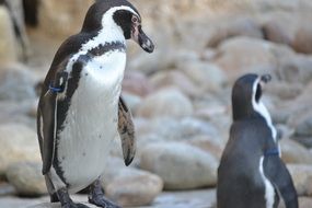 two Penguins in Zoo