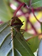 beetle on a Bush Macro