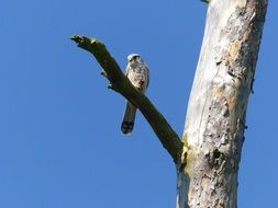 Bird Falcon on tree branch