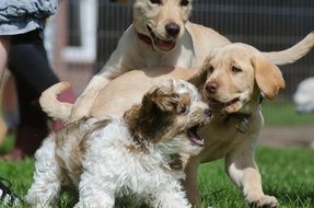 three Puppy dogs playing outdoor