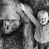 little boy on a gorilla background
