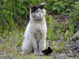 homeless cat among nature