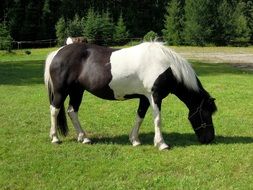 Spotted pony grazing