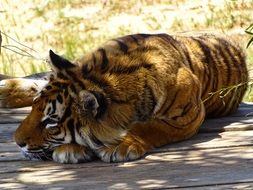 tiger lies on the ground under the sun