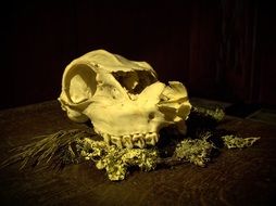 still life with Animal Skull