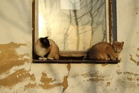 Cats on the window