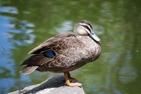 female Duck stays on stone above water