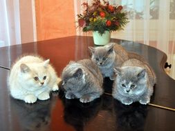 cute kittens on the piano