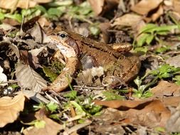frog is camouflaged in the grass