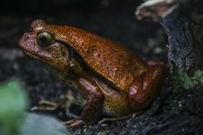 frog on the ground