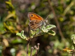 small brown Butterfly Non leaf