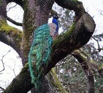 beautiful colored bright peacock on a tree