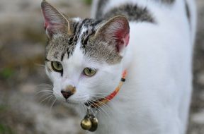 domestic cat with collar and bell