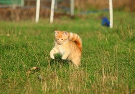 red kitten running through the green grass