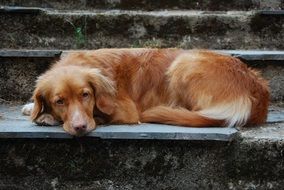 Orange retrivier