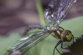 dragonfly with big round eyes on a green leaf