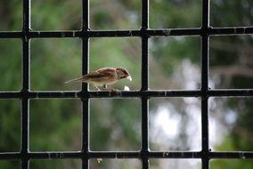 bird sitting on wrought iron